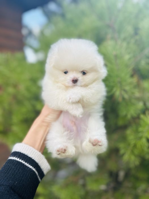 Білосніжний хлопчик шпіц