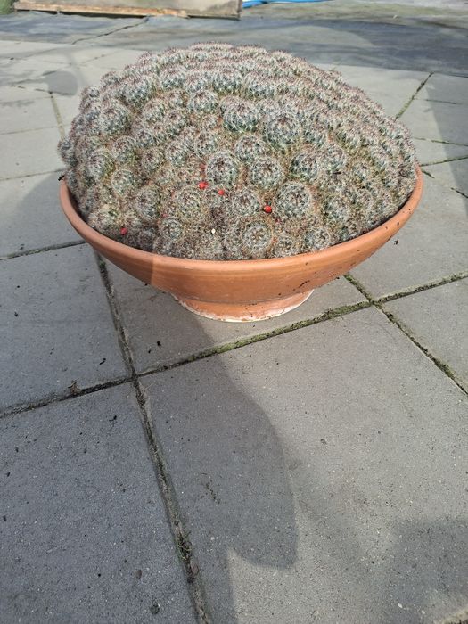 Kaktus Mamilaria.