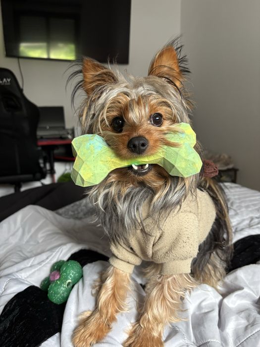 Yorkshire procura namorada