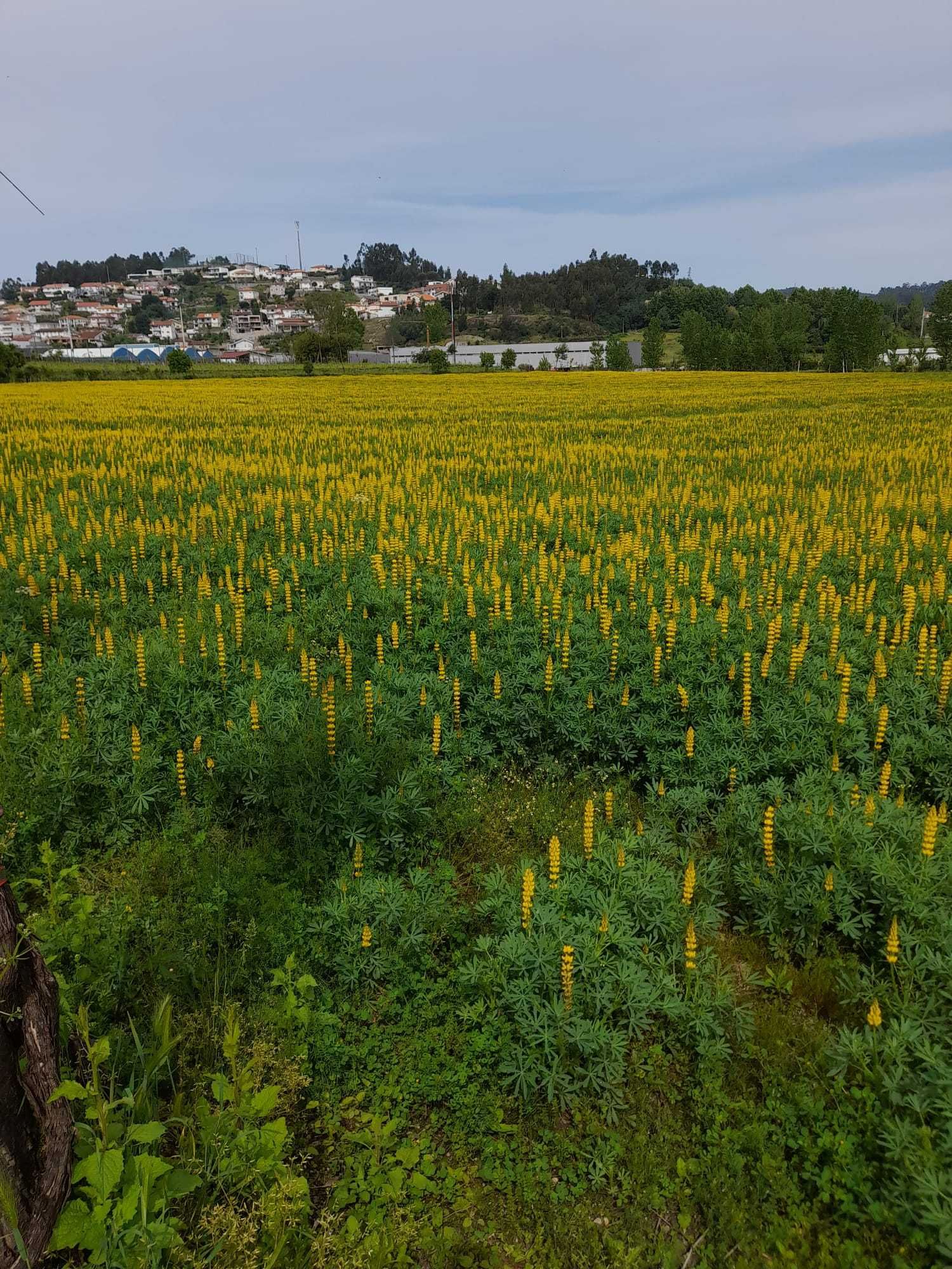 Sementes Tremocilha - Colheita 2024