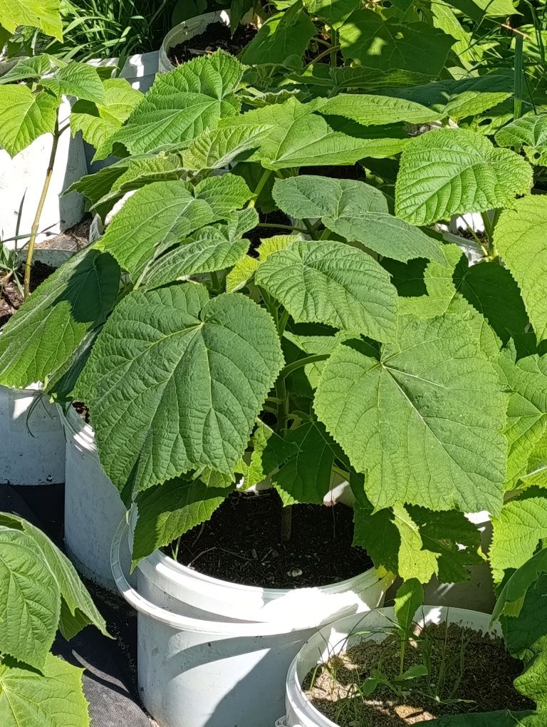 Paulownia - drzewo tlenowe Shan Tong sadzonki dwu letnie