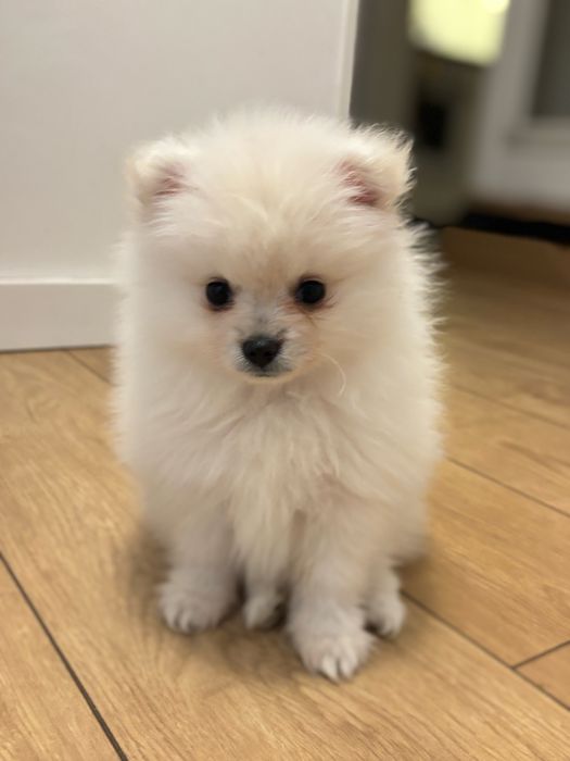 Okazja! piękna dziewczynka mini pomeranian