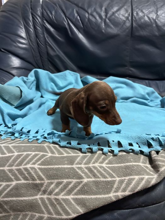 Teckel femea miniatura chocolate