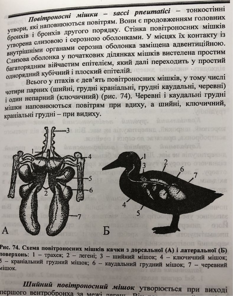 Книга анатомія свійських птахів