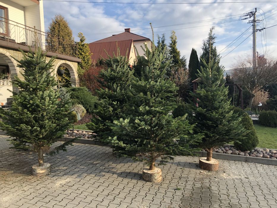 CHOINKI BOŻONARODZENIOWE _ Jodła kaukaska‼️ Duży wybór