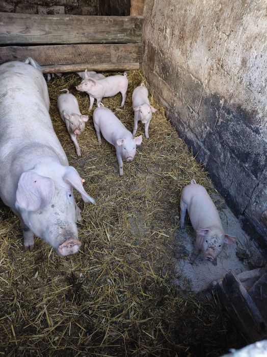 Świnie - młode / prosięta