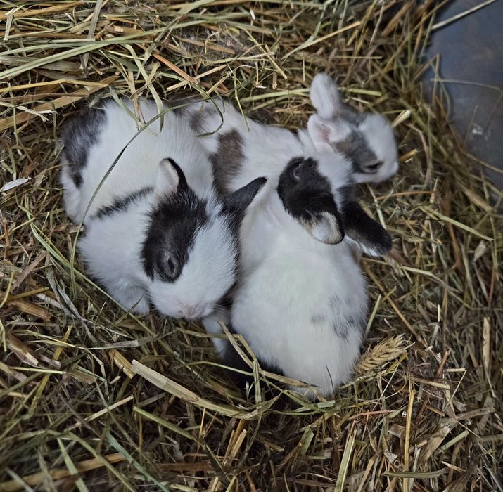 Króliki miniaturki różne umaszczenia małe króliczki