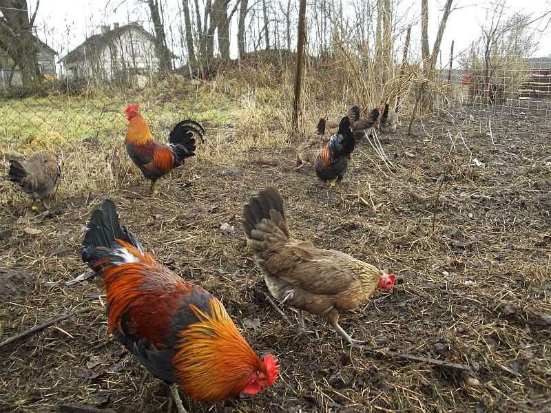 Sprzedam koguty Sułtan, Ketawa, Zielononóżka i Marans