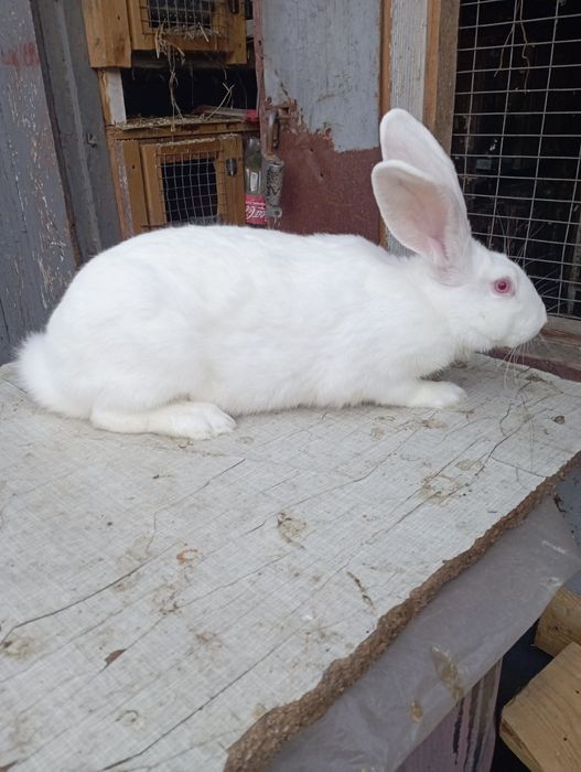 Кролики самцы рабочие Термоны.