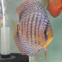 Discus Red Spotted 7-8cm - Grade A