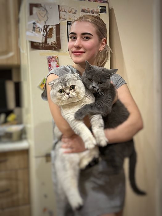 Кошеня британське срібна шиншила . Бейбі фейс