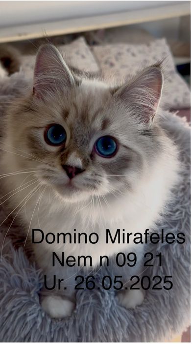 Koty Neva Masquerade i Syberyjskie