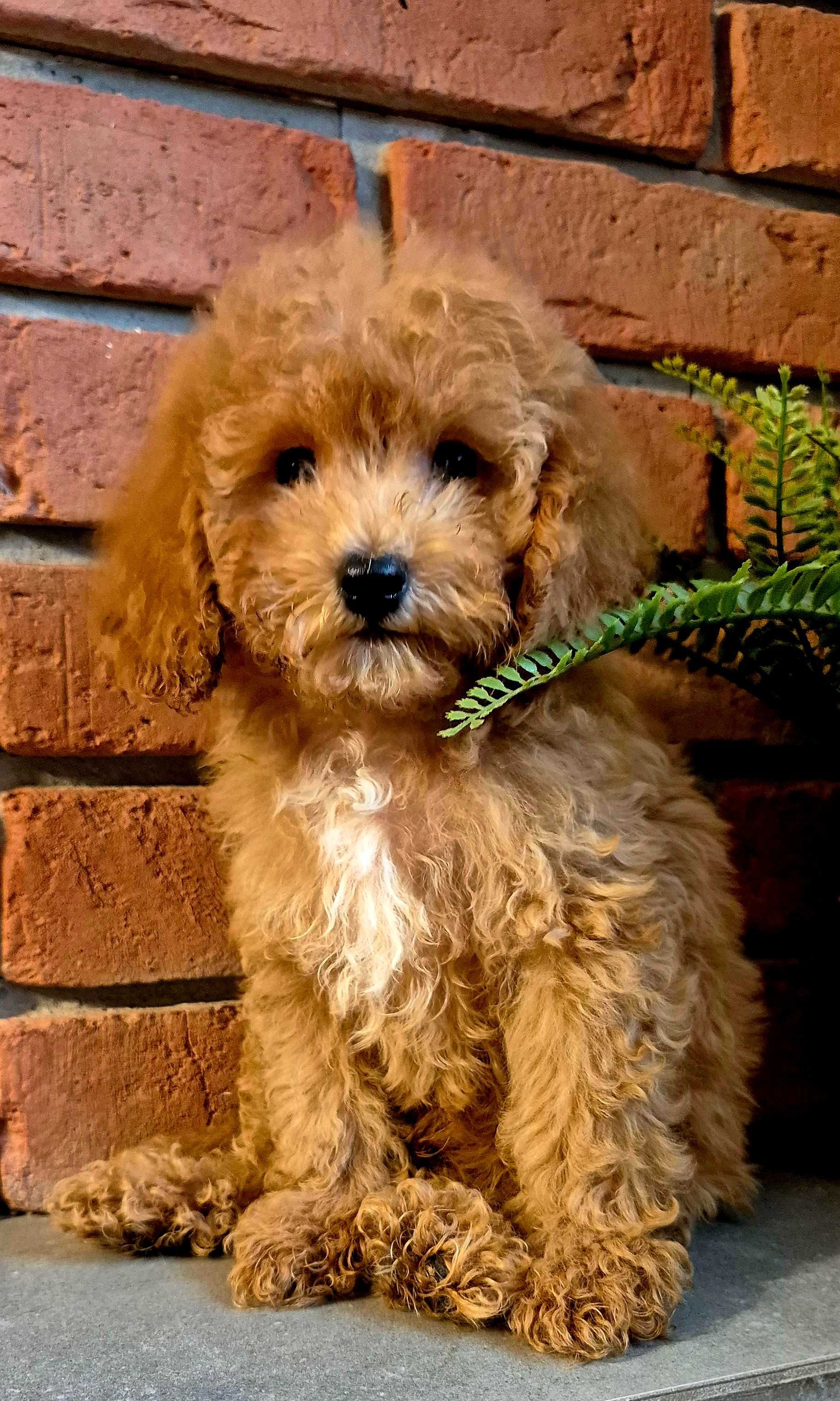 Cockapoo f1b miziasty Chlopczyk do odbioru