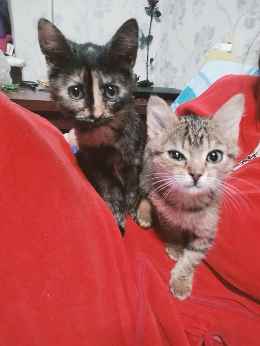 Кошенята в добрі руки