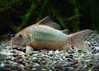 GB Kirys Szmaragdowy  Corydoras splendens