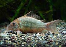 GB Kirys Szmaragdowy  Corydoras splendens