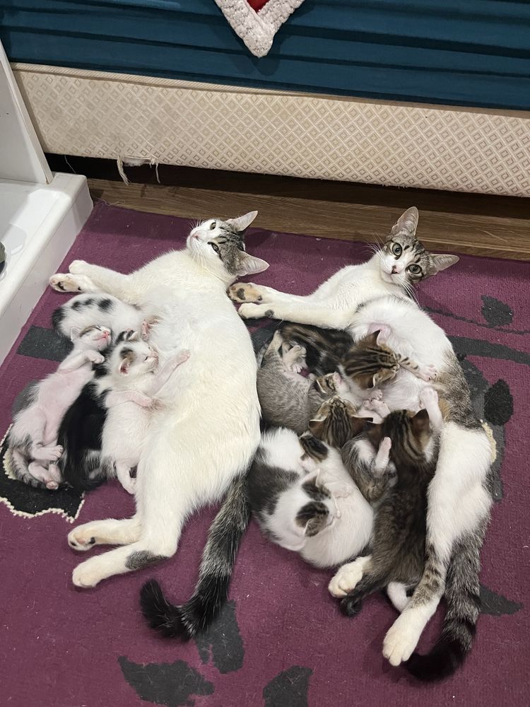 Gatinhos para adocao