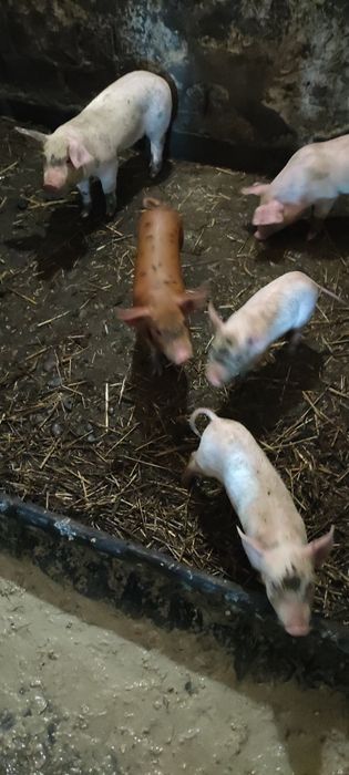 Продам поросята ландрас із пєтреном
