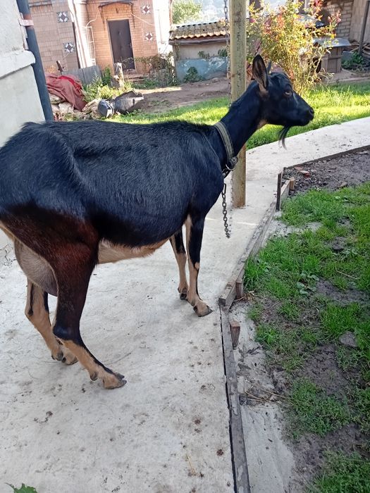 Продам дійну породисту козу.