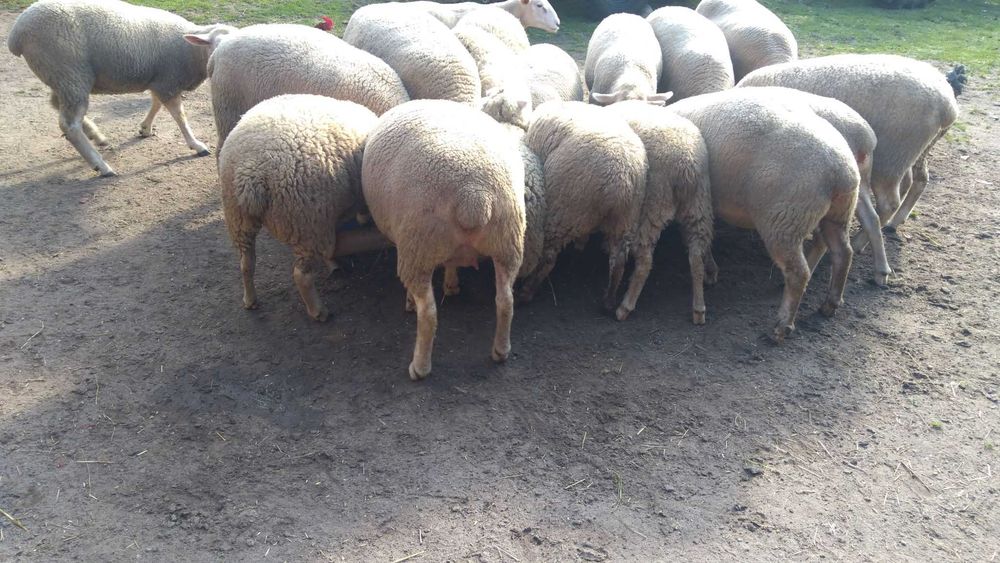 Sprzedam owce białogłowa