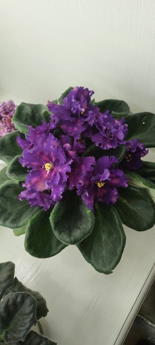 Фиалки, комнатные цветы