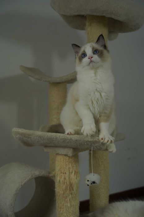 Cudowne kocięta rasy Ragdoll z rodowodem FPL/FIFe