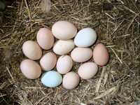 Świeże jaja wiejskie 10 szt.