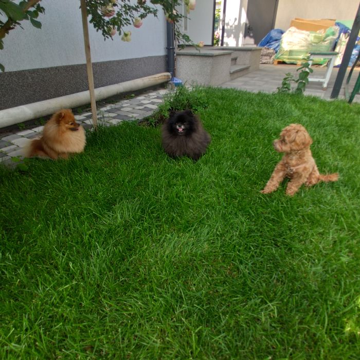 Готель для собак/ перетримка.