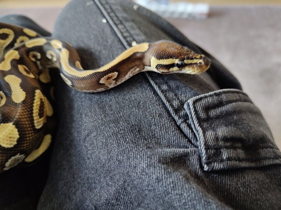 Wężyk samiec phantom