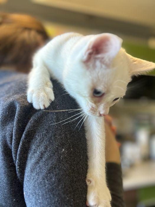 Котенок ишет дом