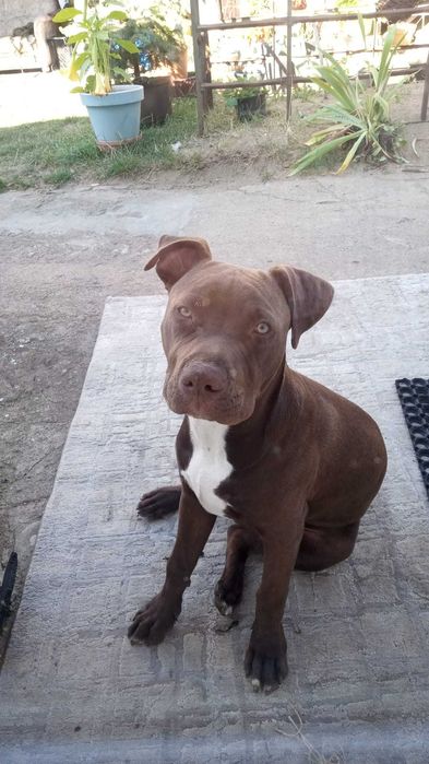 Pitbull  do oddania.