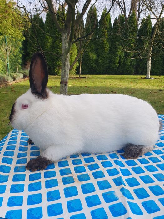 Króliki kalifornijskie czarne