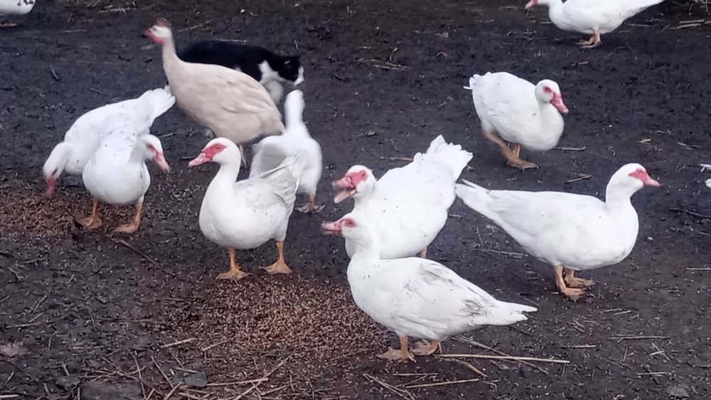 Sprzedam kaczki/kaczory żywe