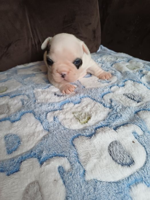 Buldog Francuski suczka