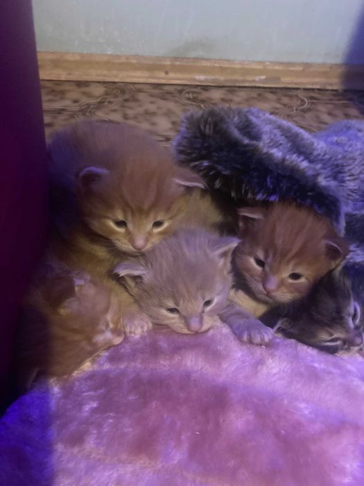 MAINE COON OKAZJA! Wyjątkowa kotka rodowód FPL,zdrowa,towarzyska