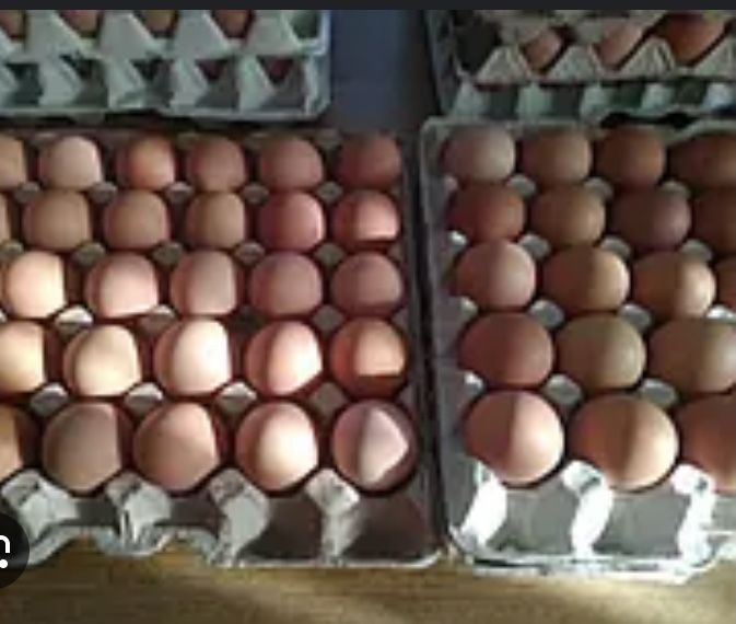 Інкубаційні яйця Ломан Браун