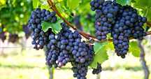 Uvas - vinho verde tinto