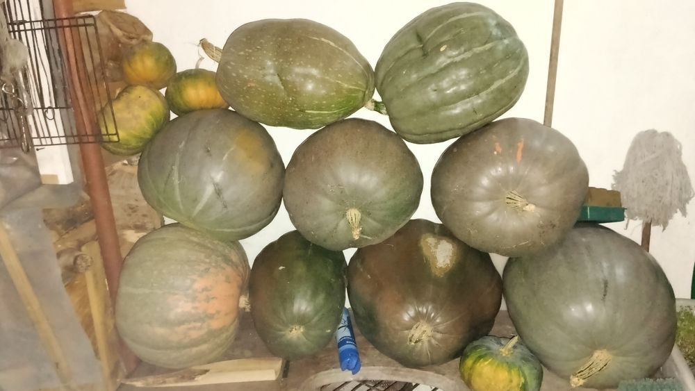 Abóbora,cebolas e tomates
