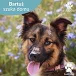 Uroczy psiak Bartuś do adopcji