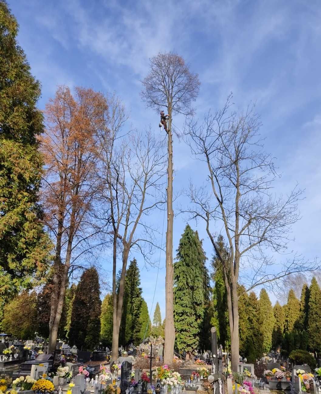 wycinka drzew i pielęgnacja drzew, utylizacja, frezowanie pni