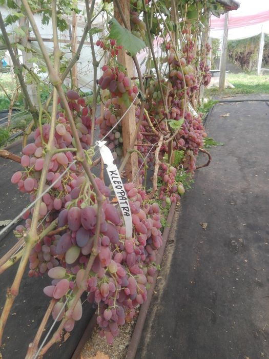 Sok z winogron 6L (2x3L) WYSYŁKA sok winogronowy foliopak