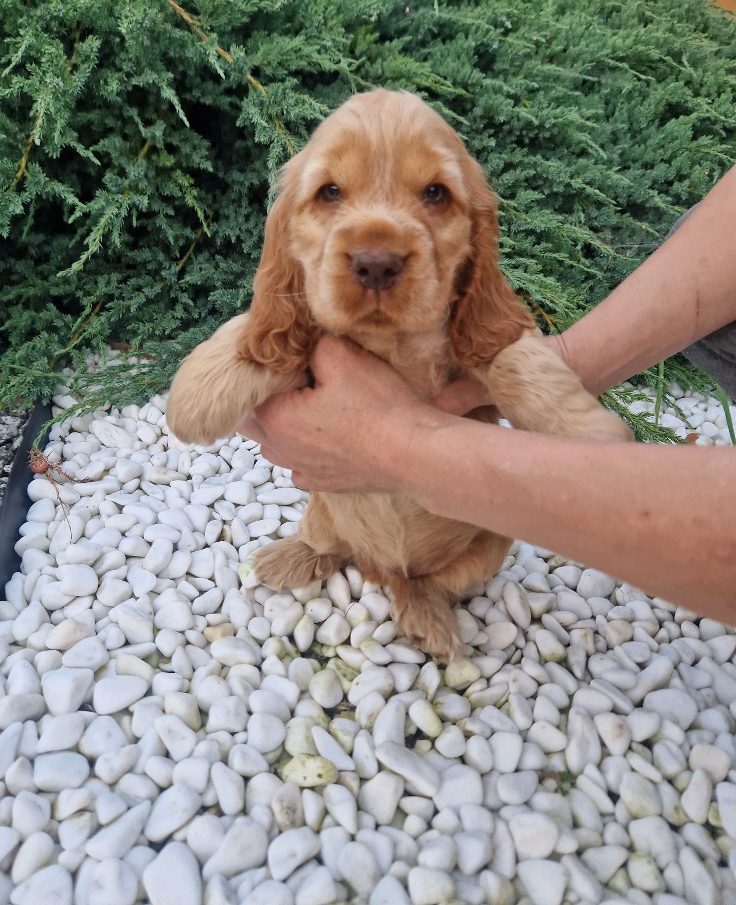 Cocker spaniel angielski