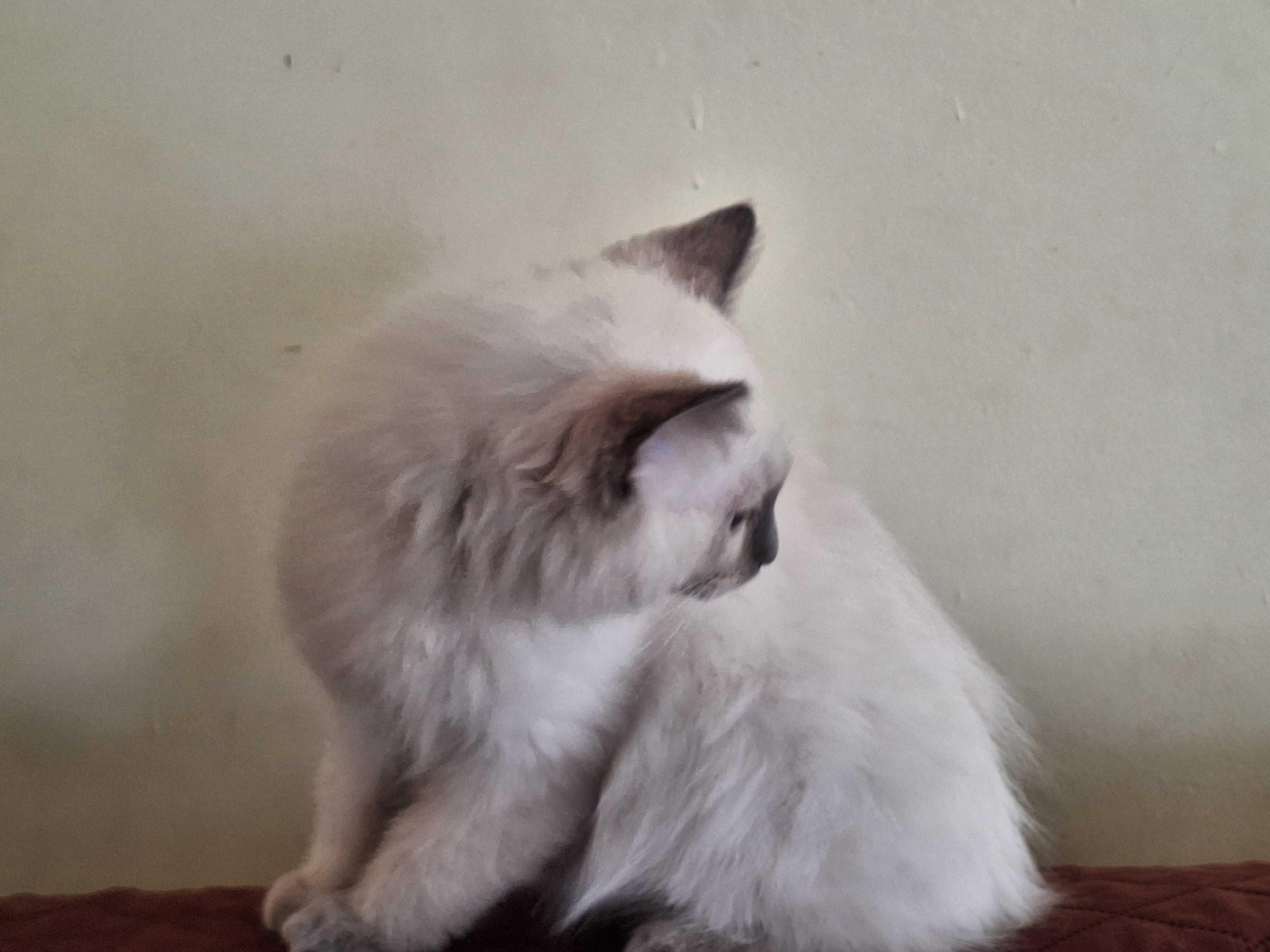 Kocurek rasy Ragdoll