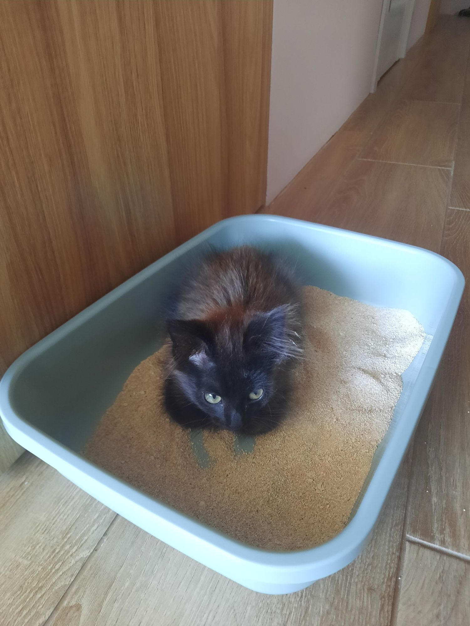 Кошеня, чорно-шоколадного кольору,  кішка