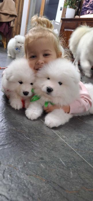 Szczeniak samoyed śliczny suczka