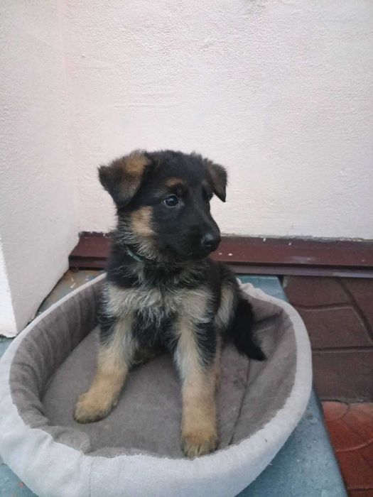 Цуценята німецької вівчарки