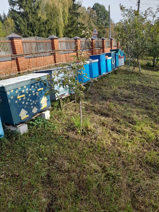 Бджолосімя, пасіка, бджоли, вулики, рої