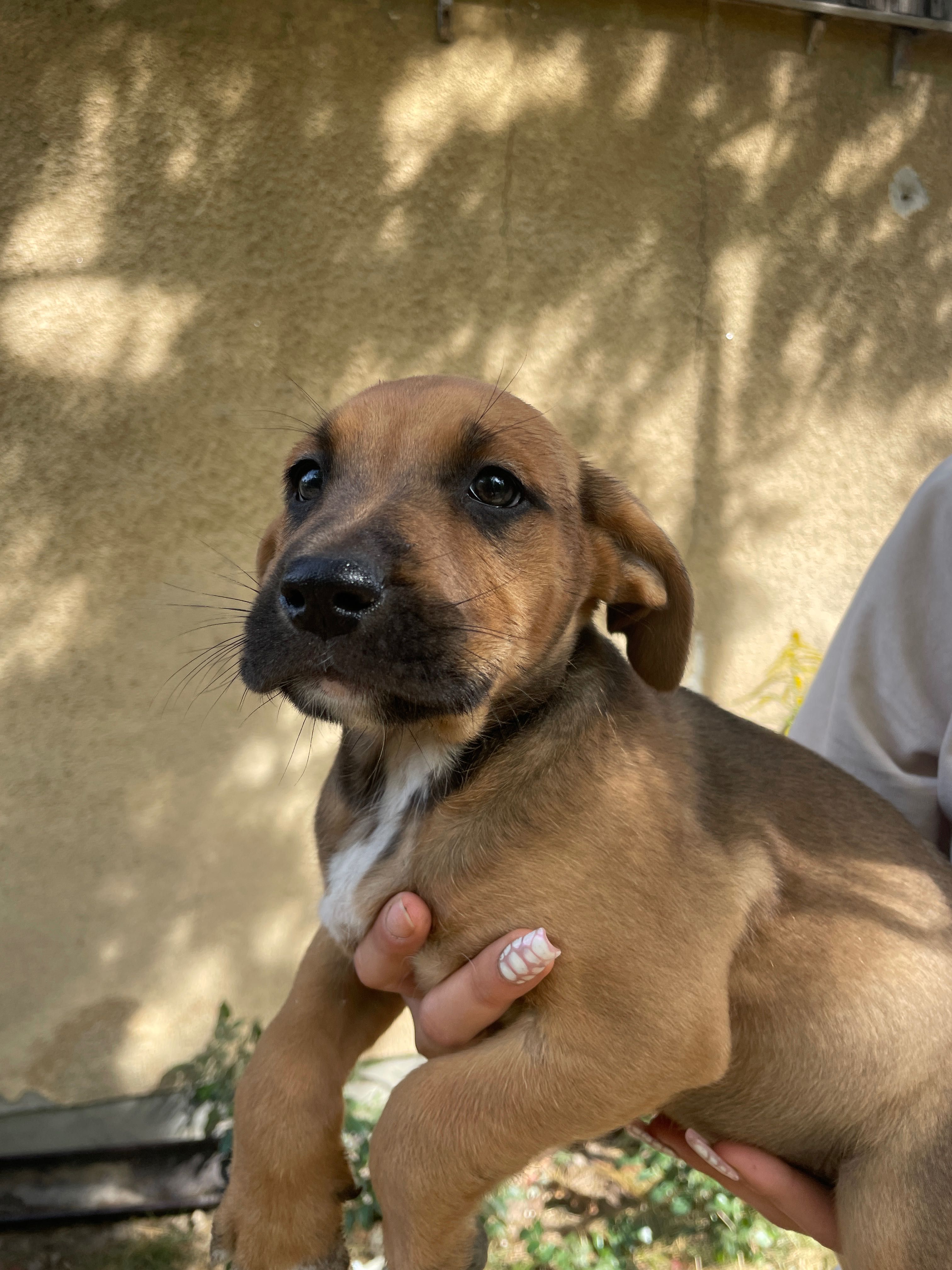 Szczeniaki po mamie amstaff