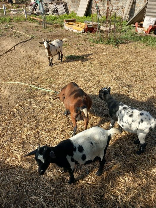 Vendo Cabras anãs prenhas