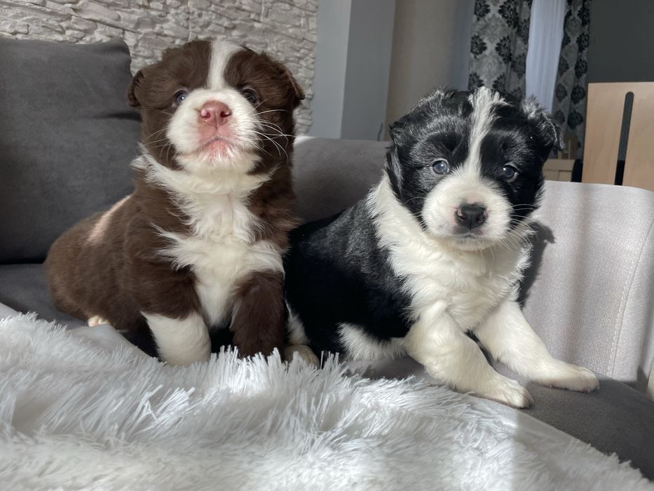 Border collie suczka z badaniami